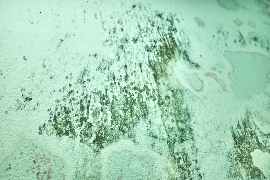 Can Painting Over Mold Kill It Willoughby Hills Ohio